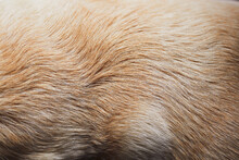 Close-up Of Dog Fur. Animal Hair Of Old Yellow Labrador Retriever..