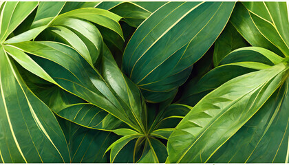 Poster - Tropical leaves foliage plants jungle shrubs floral arrangement nature background. Large palm foliage nature. Palm leaves isolated on a white background. 3D artwork