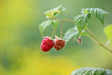 Ripe And Unripe Raspberries On A Branch Close Up. Red Raspberry Growing On A Bush On Green And Yellow Blurred Background