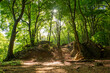 © teddiviscious - Picturesque clearing in the forest illuminated by the rays of the early morning sun, Ith, Weserbergland, Germany