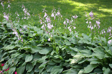 Purple Hosta Flowers In The Park. Hosta Plantaginea Or Plantain Shade-loving Garden Family Asparagaceae, A Plant Of The Subfamily Agavoideae