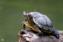 Red Eared Slider Perched On A Log The Surface Of The Water