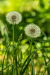 Close-up shot of two dandelion plants (Taraxacum officinale) with ripe fruits against a soft green natural background