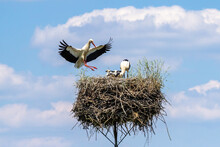 The Big Stork Lands In The Nest