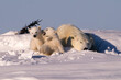 Two Polar Bear Cubs with their Mom playing in the sunshine.