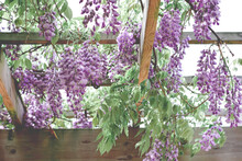 Purple Wisteria Flowers Hanging From Pergola Canopy