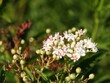 © Maria Brzostowska - white flowers in corymb of  elderwort - sambucus ebulus wild plant