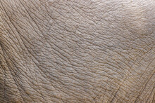 Close Up Of Elephant Skin