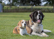 Bernardiner Hündin und Beagle Hündin in der Unterordnung in der Hundeschule