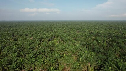 Wall Mural - The Palm Oil Estates at Sarawak, the Borneo Island, Malaysia