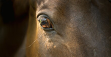 Horse Eye Close Up. Head Detail Of A Beautiful Bay Horse On A Black Background