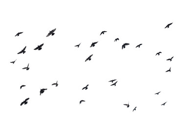 Wall Mural - Flocks of flying pigeons isolated on white background. Save with clipping path.