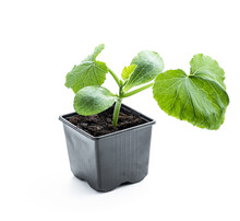 Baby Squash Plant Sprout In Plastic Pot Ready To Plant Isolated On White Background