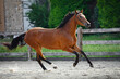 portrait of beautiful young sport horse galloping in paddock
