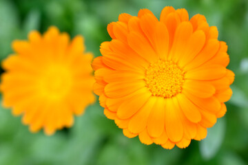 Sticker - Yellow flowers of Calendula officinalis close-up. Yellow flowers close-up macrophotography.