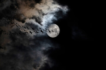 Wall Mural - Fullmoon and birds. Moonscape in dark night. Black sky background. 