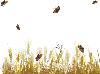 Canvas Print - butterflies above wheat ears on white background