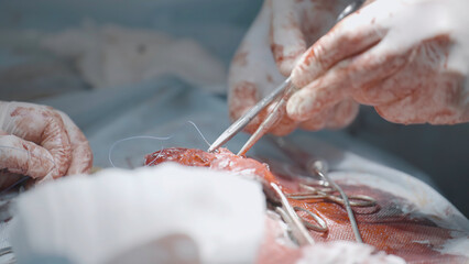 Fototapeta surgeons cutting flesh. action. close-up of surgical intervention in male genital organ. bloody penis enlargement surgery
