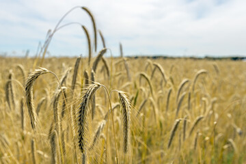 Wall Mural - Closeup of golden harvest ripe barley on a Dutch field in the summer season.