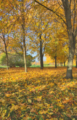 Wall Mural - large bright gold leaves under autumn trees