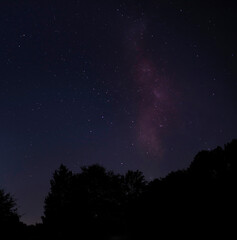 Wall Mural - Milky Way above the trees