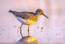 Green Sandpiper Wading Against Bright Background