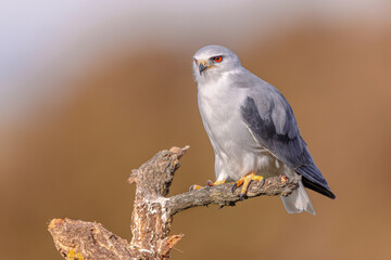 Poster - Black Winged Kite on Bright Background