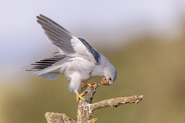 Canvas Print - Black Winged Kite on Bright Background