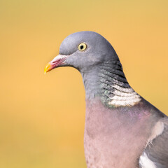 Poster - Headshot Portrait of Wood pigeon bright background