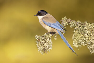 Poster - Iberian magpie on trunk against bright background