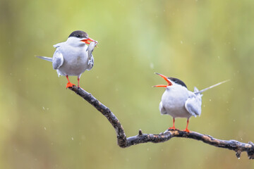 Sticker - Pair Common Tern with fish in beak