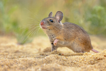 Canvas Print - Wood Mouse in Natural Environment with Plants