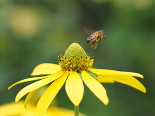 Poster - bee on yellow flower