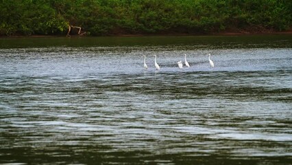 Wall Mural - Great White Heron (aka Common Egret, ardea alba) in a River on Border of Nicaragua and Costa Rica, Standing in a River Fishing Catching Fish, Beautiful Animals in the Rainforest Wide Angle