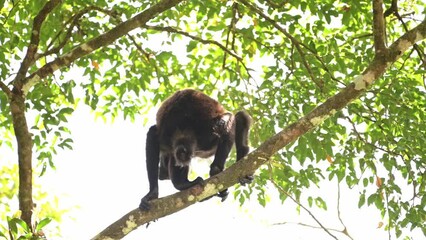 Wall Mural - Mantled Howler Monkey (alouatta palliata), Costa Rica Wildlife, Climbing in a Tree, Rainforest Animals and Nature, Boca Tapada, Costa Rica, Central America