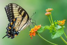 Eastern Tiger Swallowtail (Papilo Glaucus)