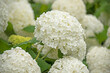 white balls of blooming hydrangea in the summer garden after the rain