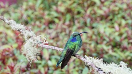 Wall Mural - Costa Rica Lesser Violetear Hummingbird (colibri cyanotus) Close Up Portrait of Flying Bird Landing on Branch and Taking Off in Rainforest Cloud Forest, Beautiful Colourful Birdlife and Wildlife