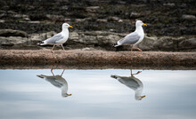 Two Seagulls Walking Along A Sea Pool Wall And Reflected In The Water