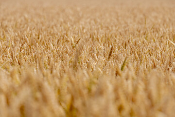 Wall Mural - Selective focus of golden yellow grain on the field, Triticum aestivum common bread wheat, Ripe ears of green rye in the farm in summer, Agriculture industry in countryside, Nature pattern background.