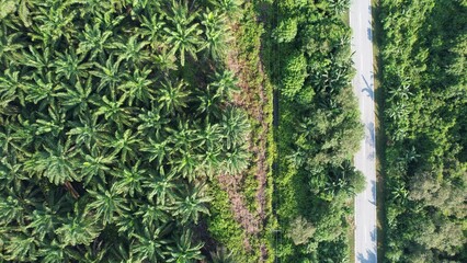 Wall Mural - The Palm Oil Estates at Sarawak, the Borneo Island, Malaysia