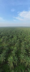 Wall Mural - The Palm Oil Estates at Sarawak, the Borneo Island, Malaysia