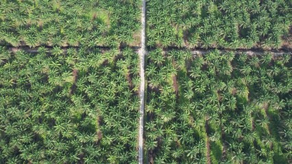 Wall Mural - The Palm Oil Estates at Sarawak, the Borneo Island, Malaysia