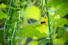 A Bee Pollinates A Cucumber Flower. Cultivation Of Cucumbers. Home Garden Vegetable Garden