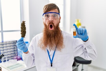 Poster - Redhead man with long beard working at scientist laboratory holding weed and cbd oil afraid and shocked with surprise and amazed expression, fear and excited face.