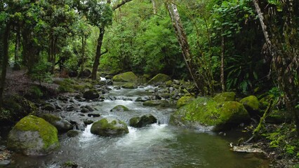 Wall Mural - Aerial Drone View of River in Costa Rica Rainforest Scenery, Beautiful Nature with Water Flowing Through the Jungle at Savegre, San Gerardo De Dota, Central America