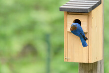 Bluebird On Birdhouse Looking Back At The Camera