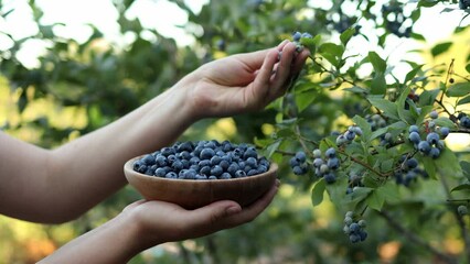 Wall Mural - Female hand picks blueberries against the sunset. Fresh and ripe organic blueberries grow in a garden on a summer day. Blueberry crop before harvest. Close up 4k