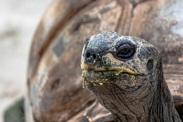 Wall Mural - Portrait of a giant tortoise 