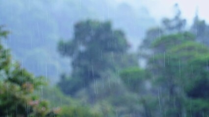 Wall Mural - Heavy Rain in Rainforest with Trees, Raining in Rainy Season in a Tropical Storm Landscape with Trees, Blue Tones Nature Background of Wet Weather Climate in Costa Rica, Central America